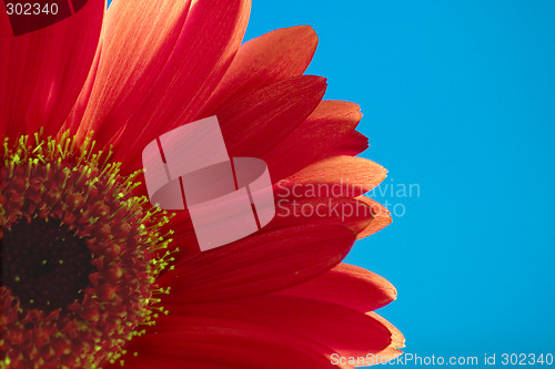 Image of Red flower