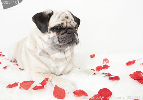 Image of Pug on blanket with rose flowers