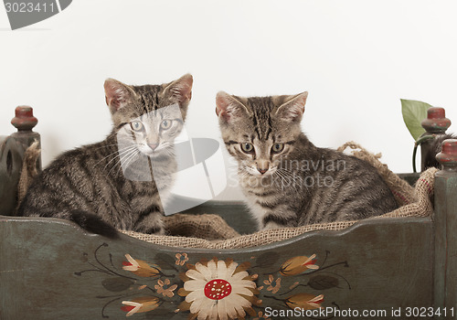 Image of two young cats in crib