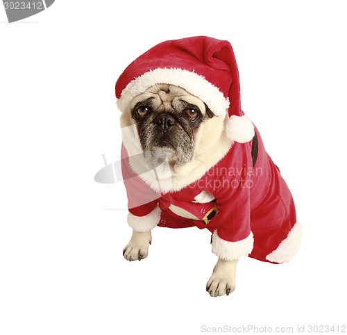 Image of pug christmas costume