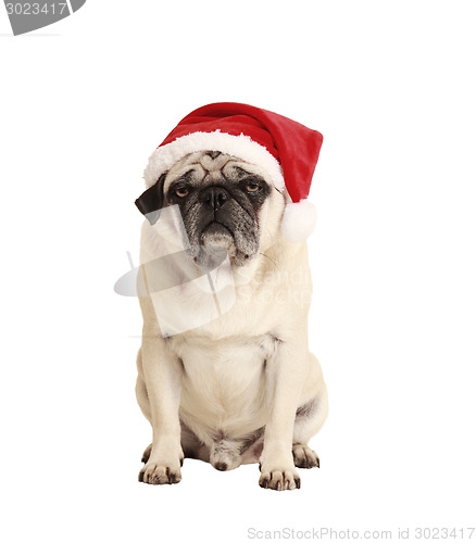 Image of dog as a Christmas gift