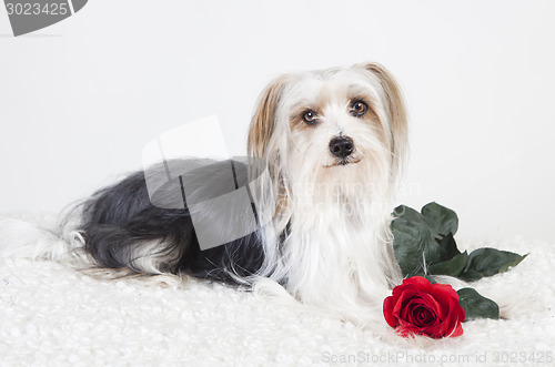 Image of Little Dog with Rose