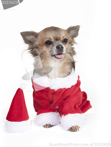 Image of chihuahua as Santa Claus