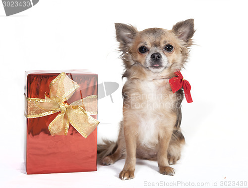 Image of chihuahua with christmas gift