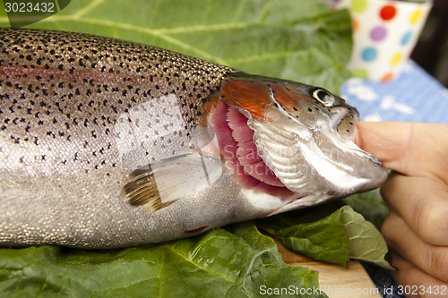 Image of recognize fresh trout