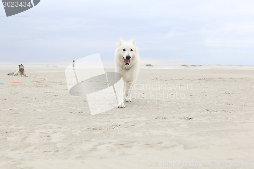 Image of white shepherd on the beach