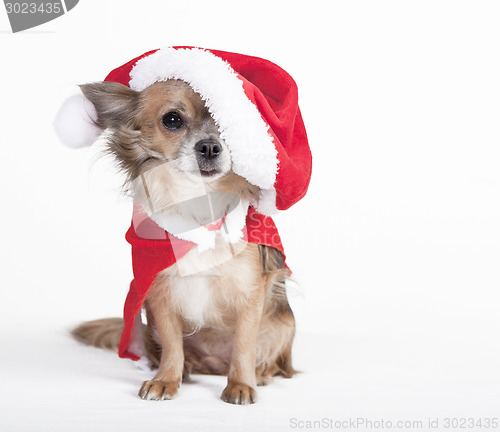 Image of chihuahua with big santa hat