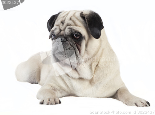 Image of Pug male dog looking to the side