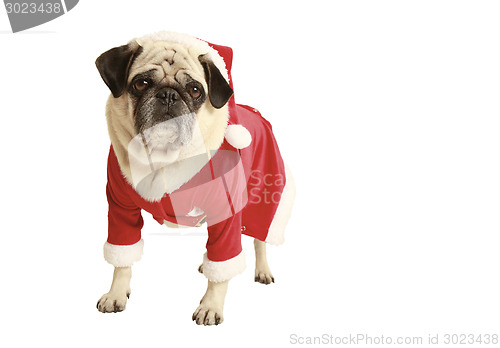 Image of pug in santa costume standing