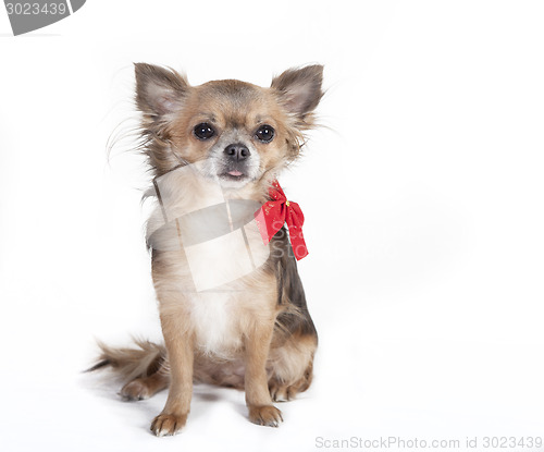 Image of chihuahua sitting dog with red ribbon 