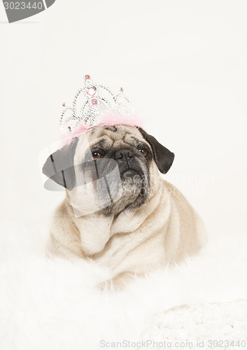 Image of male pug with a crown