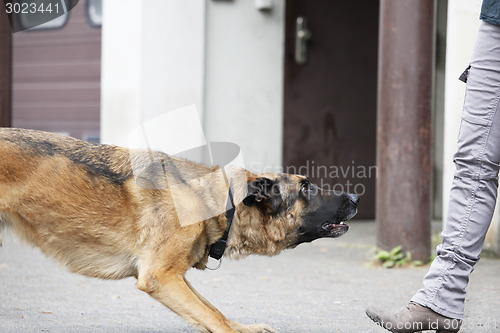 Image of German Shepherd Dog Waiting