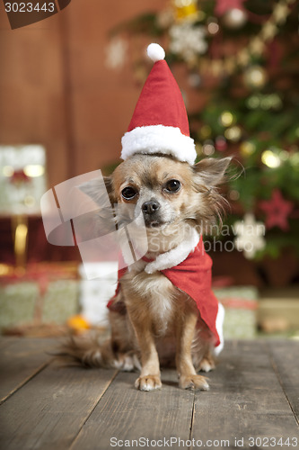 Image of christmas dog with stocking cap