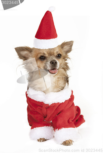 Image of chihuahua with stocking cap