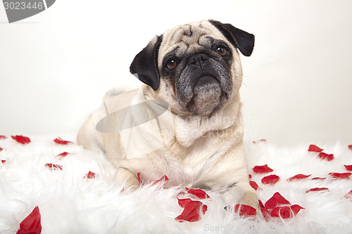 Image of pug on a white tablecloth with roses