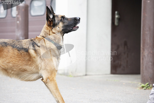 Image of German Shepherd Dog Waiting