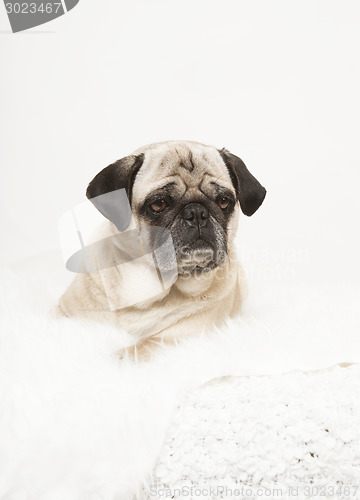 Image of pug portrait on a white blanket