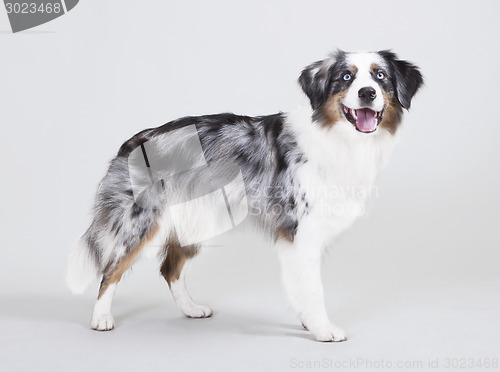 Image of australian shepherd studio