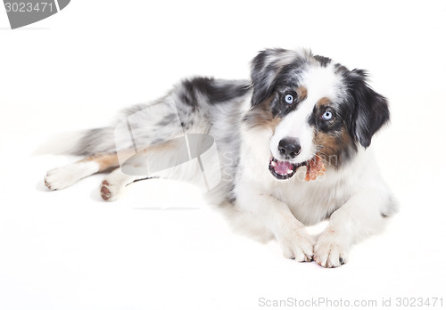 Image of austrailian shepherd with bone