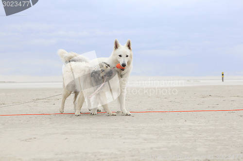 Image of Two dogs playing on the beach