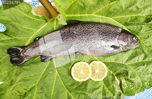 Image of one fresh trout laid on a leaf