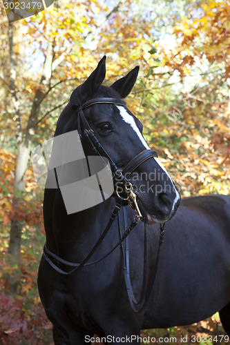 Image of black brandenburger