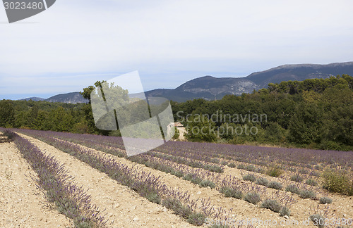 Image of lavender field