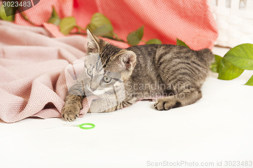 Image of young cat on blanket