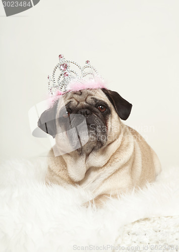 Image of small dog lying on white fur