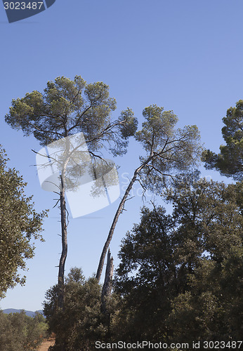 Image of pine trees south of france