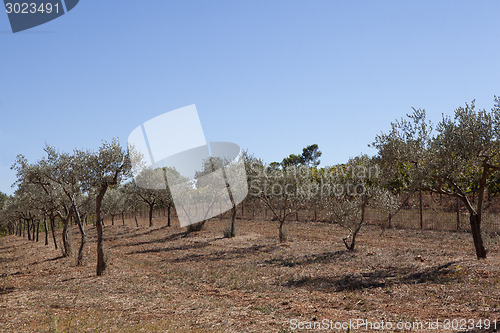 Image of olive growing south of france