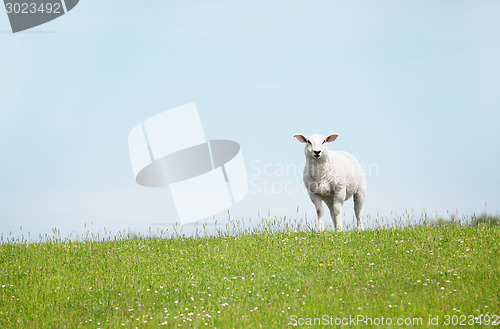 Image of White Sheep standing on seawall looking, weißes schaf steht auf