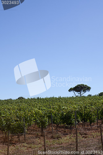 Image of grapevine in southern france