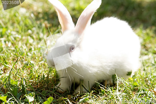 Image of White bunny