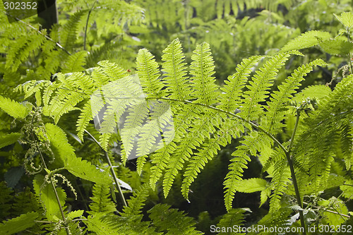 Image of Bracken