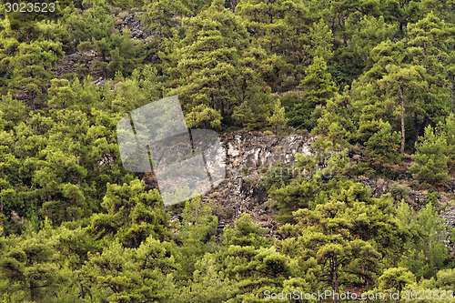 Image of Green forest