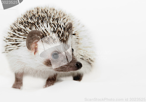 Image of African white- bellied hedgehog