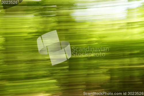 Image of Blurred trees background