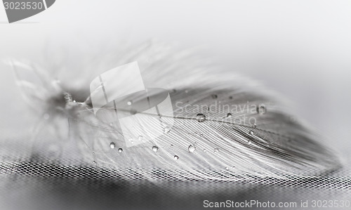 Image of White feather with water drops