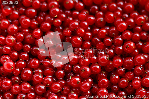 Image of Background red currants