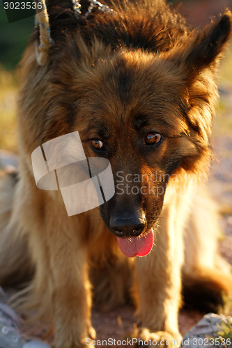 Image of German shepherd dog