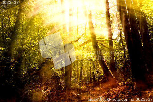 Image of Blurred trees background