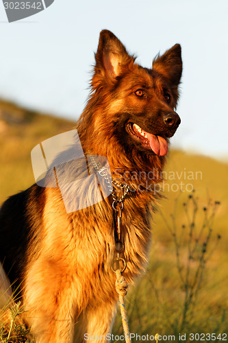 Image of German shepherd dog