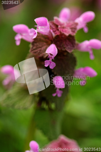 Image of Beautiful flower