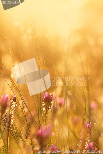 Image of Meadow at sunset