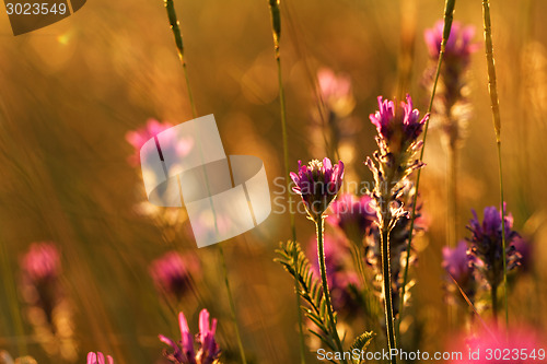 Image of Meadow at sunset