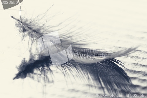 Image of White feather with water drops