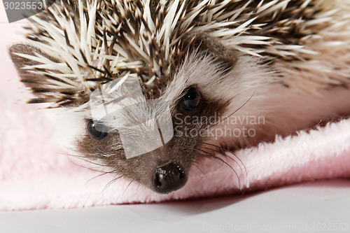 Image of African white- bellied hedgehog