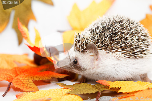 Image of African white- bellied hedgehog