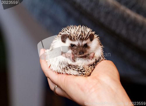 Image of African white- bellied hedgehog